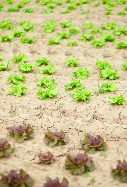 Lechuga fresca en una granja — Foto de Stock