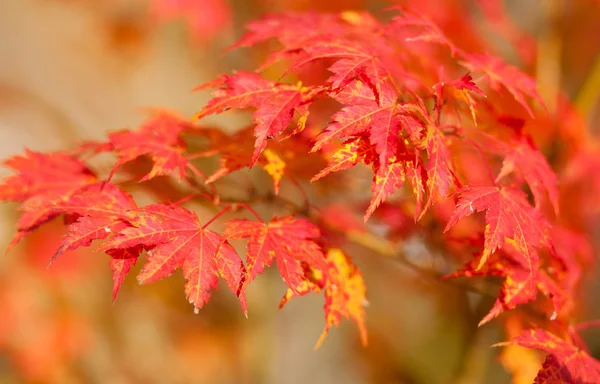 Schöne rote japanische Ahornblätter im Herbst — Stockfoto