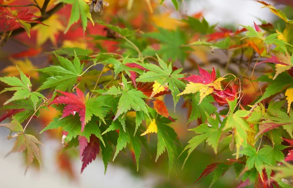 Colorful Japanese maple leaves at fall — Stock Photo, Image