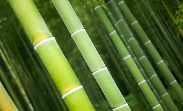 Närbild av bambu stammar i en japansk skog — Stockfoto