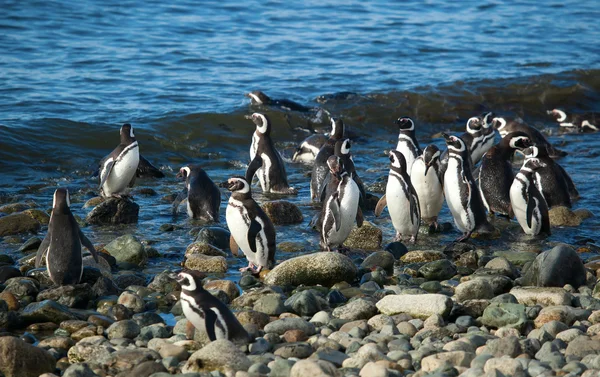 Kolonin magellanska pingviner i Patagonien, Sydamerika — Stockfoto