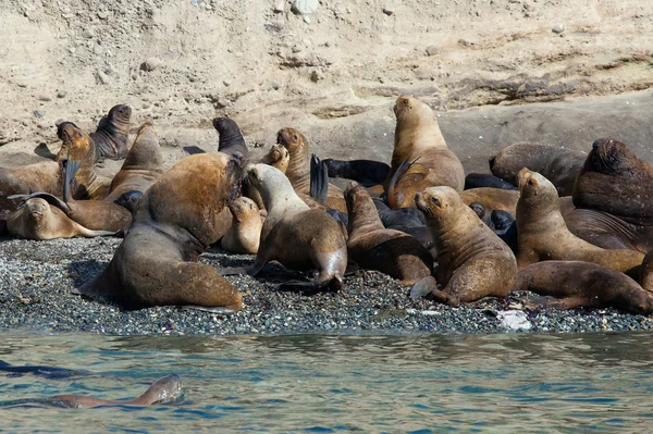 Colonia de lobos marinos en Patagonia, América del Sur — Foto de Stock