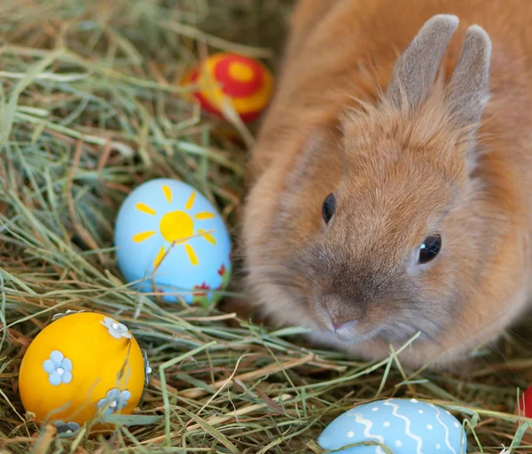 Conejo de Pascua con coloridos huevos pintados en heno —  Fotos de Stock