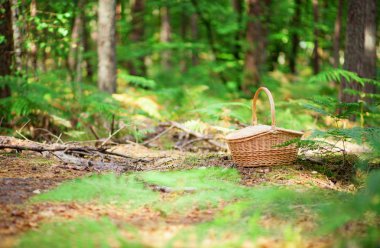bir ormandaki hasır sepet