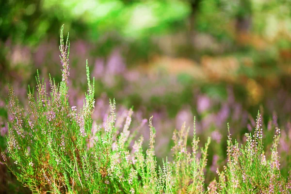 Крупный план красивых вересковых цветов в лесу — стоковое фото