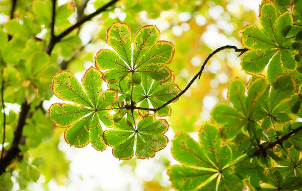 Folhas de castanha no dia ensolarado de outono — Fotografia de Stock