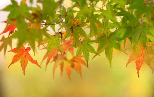 Krásné, červenání, japonský javor — Stock fotografie