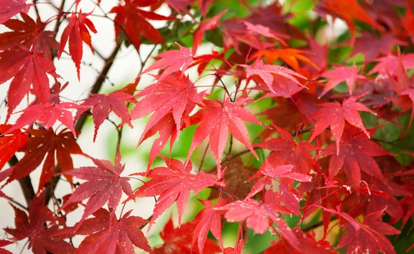 Bunte japanische Ahornblätter im Herbst — Stockfoto