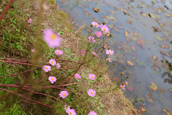 Laghetto giapponese con ninfee e fiori cosmo vicino ad esso — Foto Stock