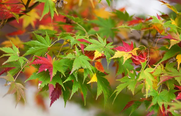 Barevné japonské Javorové listy na podzim — Stock fotografie