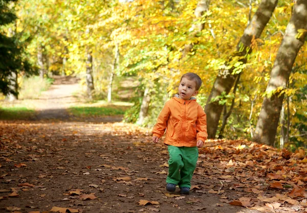 Adorable toddler boy in autumn forest — Stock Photo, Image