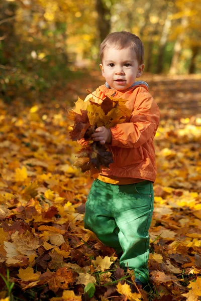 Adorable niño pequeño con hojas de arce en el soleado día de otoño — Foto de Stock