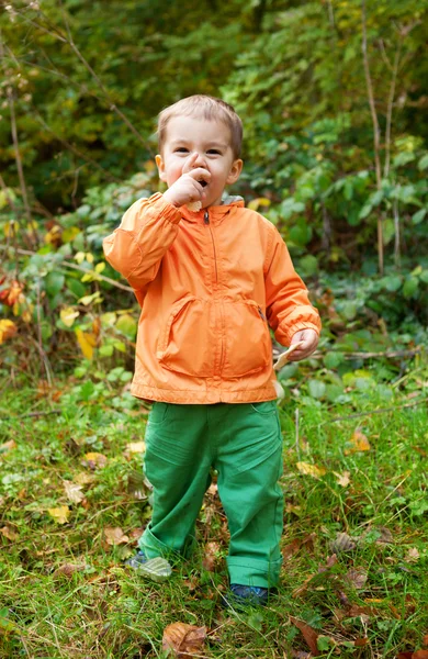 Adorable toddler boy in autumn forest — Stock Photo, Image