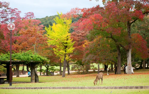 Veado em Nara, Japão, no outono — Fotografia de Stock