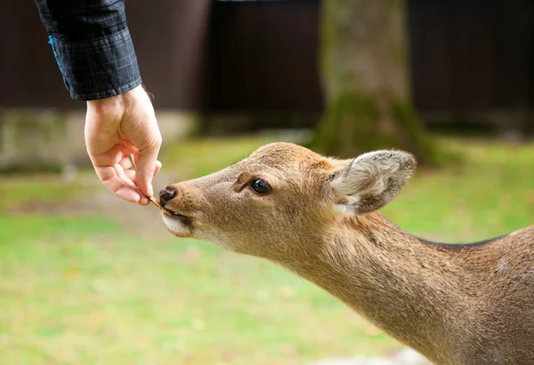 Utfodring en hjort i nara, japan — Stockfoto