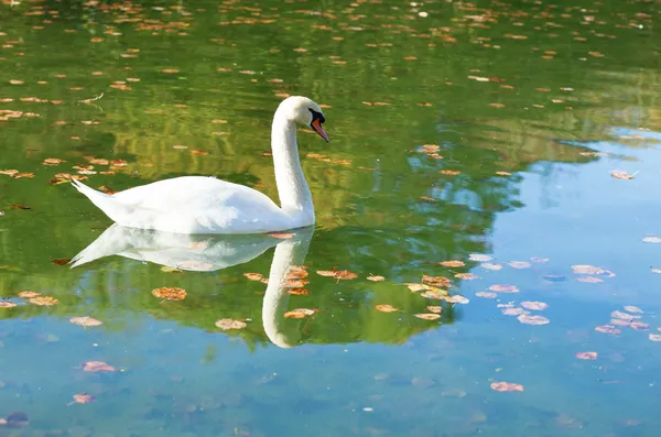 Schöne weiße Säge in einem Waldsee an einem Herbsttag — Stockfoto