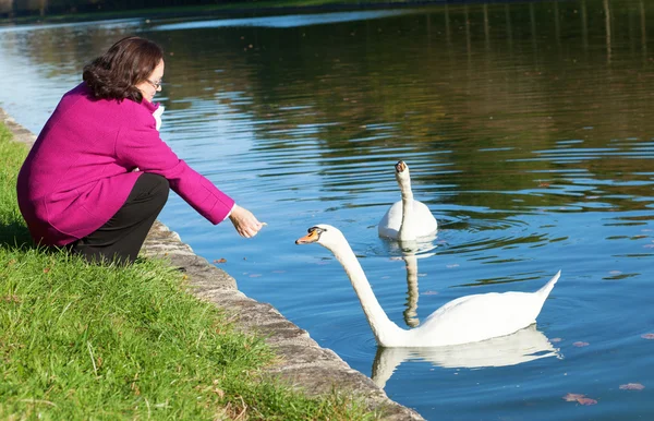 Cheerful middle aged woman feeding swans in park — Stock Photo, Image