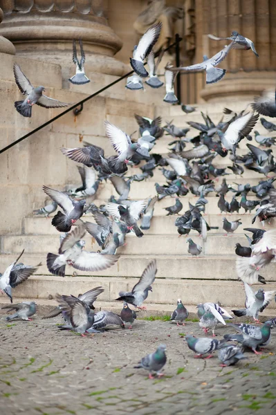 De nombreux pigeons dans une rue de la ville — Photo