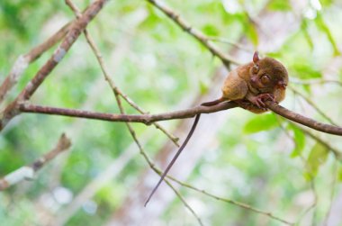 Filipin tarsier (tarsius syrichta), en küçük primat n