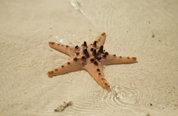 Red starfish na praia perfeita de areia branca tropical — Fotografia de Stock
