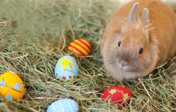 Conejo de Pascua con coloridos huevos pintados en heno —  Fotos de Stock