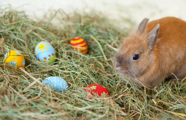 Conejo de Pascua con coloridos huevos pintados en heno —  Fotos de Stock