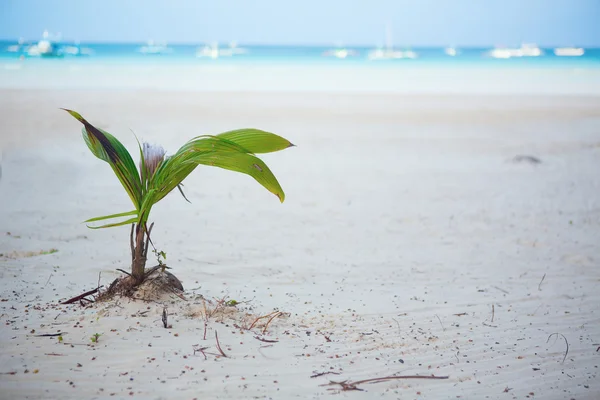 Brote de coco que crece en una playa tropical de arena blanca — Foto de Stock