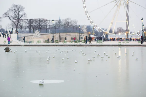 Cold day in Paris. Seagulls on the frozen pond in the Tuilleries — Stock Photo, Image