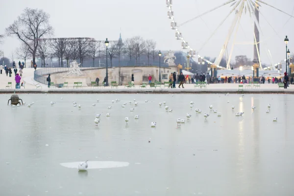 Soğuk gün Paris'te. martıların Tuileries donmuş gölde üzerinde — Stok fotoğraf