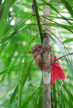 Filipin tarsier dal