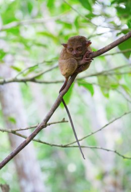 ormanda Filipin tarsier