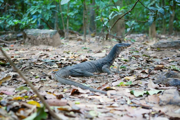 Monitor lizard in natural habitat — Stock Photo, Image