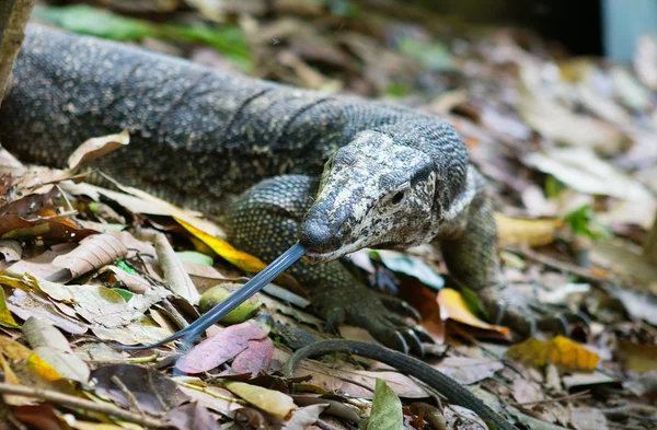 Monitor lizard with long tongue, hunting — Stock Photo, Image