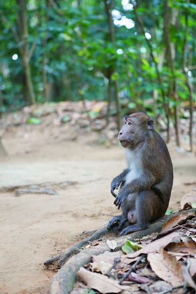 Krabbenetende makaak op palawan, Filipijnen — Stockfoto