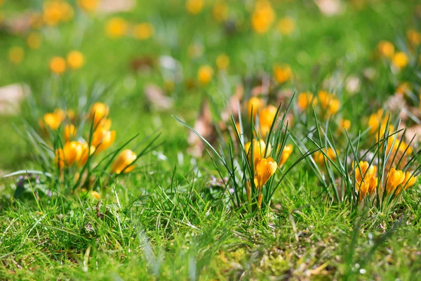 Hermosas flores de primavera —  Fotos de Stock