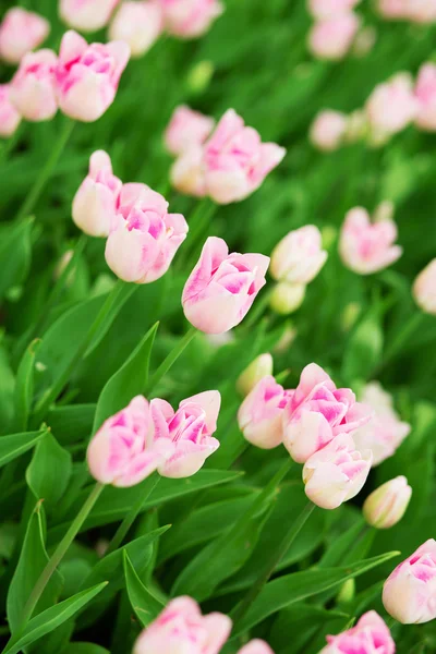 Hermosos tulipanes rosados — Foto de Stock