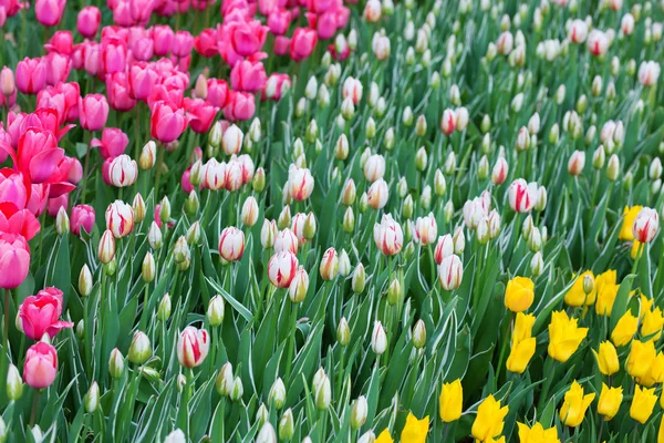 Много красочных тюльпанов в парке — стоковое фото