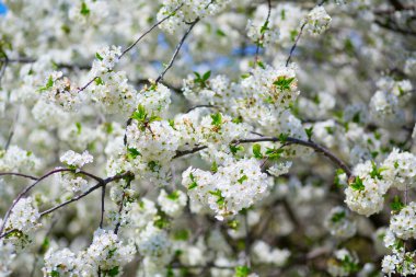güzel çiçek açan ağaç bahar