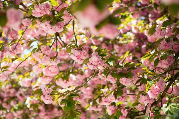 在春天的美丽盛开树 — 图库照片