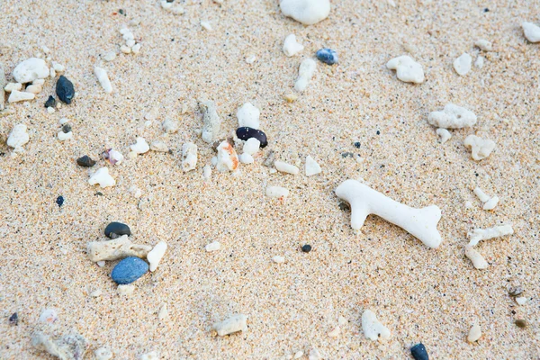 Раковины и кораллы в песке — стоковое фото