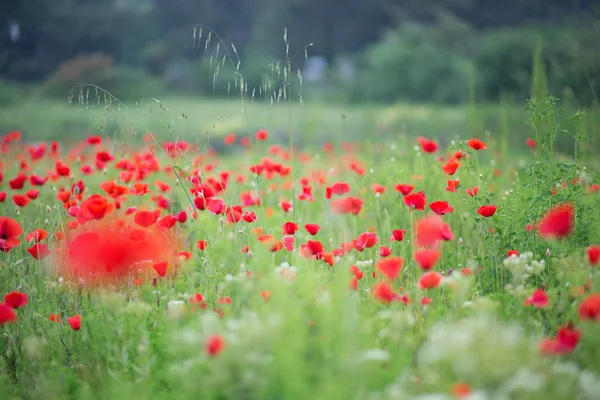 Beautiful poppy meadow — Stock Photo, Image