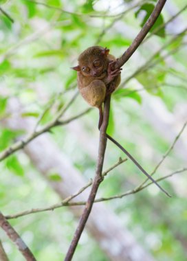 Filipin tarsier, dünyanın en küçük primat