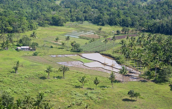 Paysage rural asiatique avec palmiers et rizières — Photo