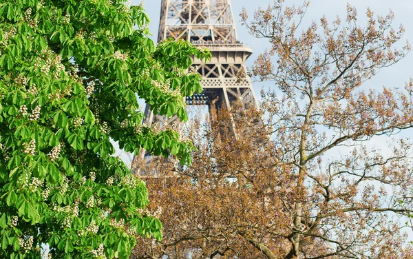 Des châtaignes en fleurs et la Tour Eiffel — Photo