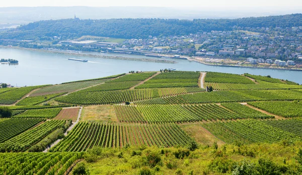 Wineyards in Rudesheim am Rhein Stock Photo