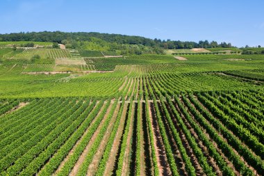 Wineyards rudesheim içinde am rhein