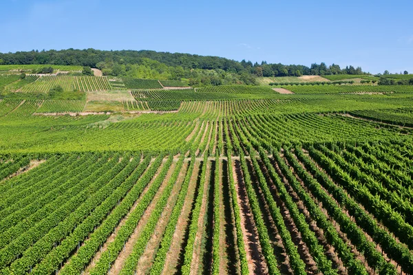 Winnice w Rüdesheim am rhein — Zdjęcie stockowe
