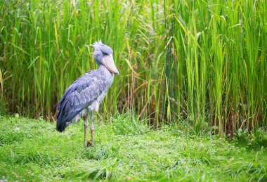 doğa shoebill