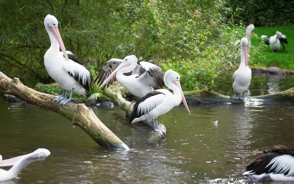 Pélicans chiliens dans la nature — Photo