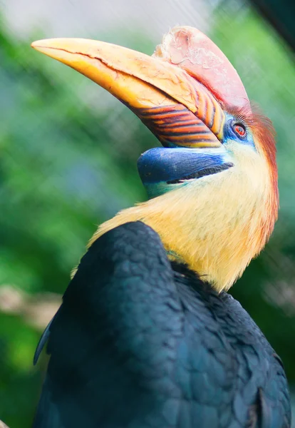 Hornbill Knobbed na natureza — Fotografia de Stock